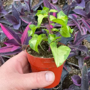 Variegated Wax Ivy Live Plant - 3" Nursery Pot - Indoor Houseplant - Image 6