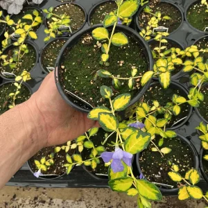 Vinca Vine 'Illumination' Live Plant - 4.5 inch Nursery Pot - Image 2