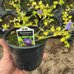 Vinca Vine 'Illumination' Live Plant - 4.5 inch Nursery Pot - Image 3
