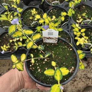 Vinca Vine 'Illumination' Live Plant - 4.5 inch Nursery Pot - Image 4