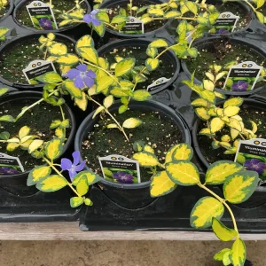 Vinca Vine 'Illumination' Live Plant - 4.5 inch Nursery Pot - Image 5