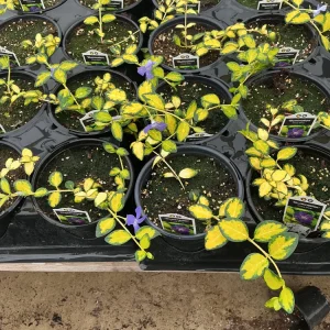 Vinca Vine 'Illumination' Live Plant - 4.5 inch Nursery Pot - Image 6