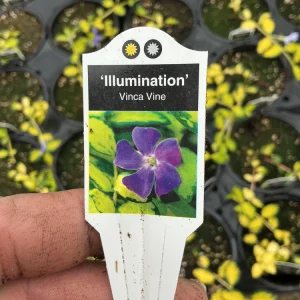 Vinca Vine 'Illumination' Live Plant - 4.5 inch Nursery Pot - Image 7