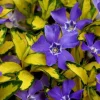 Vinca Vine 'Illumination' Live Plant - 4.5 inch Nursery Pot - Image 1