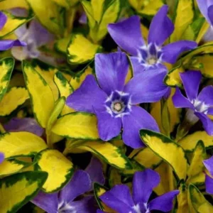 Vinca Vine 'Illumination' Live Plant - 4.5 inch Nursery Pot - Image 1