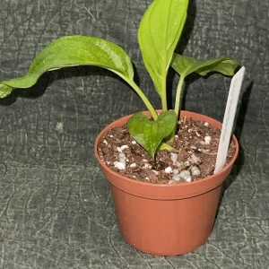 White Bat Plant Live Starter Plant - Tacca integrifolia - 3 inch Pot - Image 2