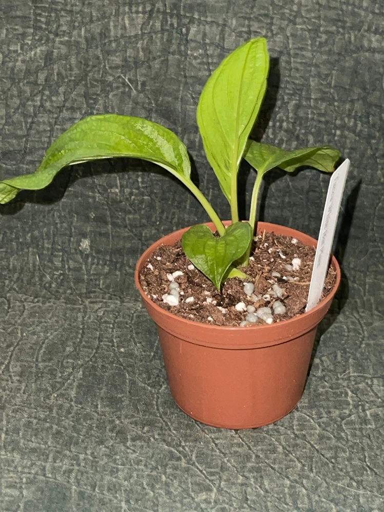 White Bat Plant Live Starter Plant - Tacca integrifolia - 3 inch Pot - Image 2