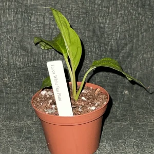 White Bat Plant Live Starter Plant - Tacca integrifolia - 3 inch Pot - Image 3