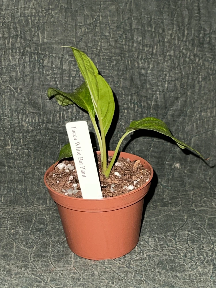 White Bat Plant Live Starter Plant - Tacca integrifolia - 3 inch Pot - Image 3
