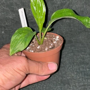 White Bat Plant Live Starter Plant - Tacca integrifolia - 3 inch Pot - Image 4