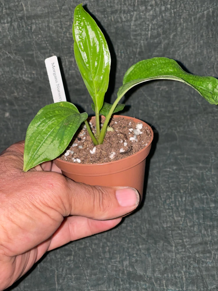 White Bat Plant Live Starter Plant - Tacca integrifolia - 3 inch Pot - Image 4