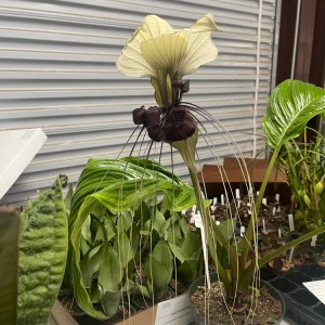 White Bat Plant Live Starter Plant - Tacca integrifolia - 3 inch Pot - Image 1