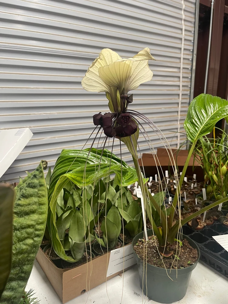 White Bat Plant Live Starter Plant - Tacca integrifolia - 3 inch Pot - Image 1