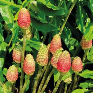 5 Awapuhi Shampoo Ginger Rhizomes - Zingiber Zerumbet Pinecone Ginger Roots - Image 3