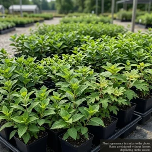 2 Assorted Hydrangea Live Plants – 4" Nursery Pot, 6-12" Tall, Outdoor Flowering Shrubs - Image 4