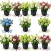 2 Assorted Hydrangea Live Plants – 4" Nursery Pot, 6-12" Tall, Outdoor Flowering Shrubs - Image 1