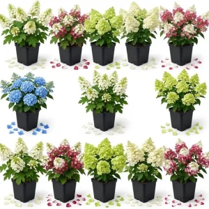 2 Assorted Hydrangea Live Plants – 4" Nursery Pot, 6-12" Tall, Outdoor Flowering Shrubs - Image 1
