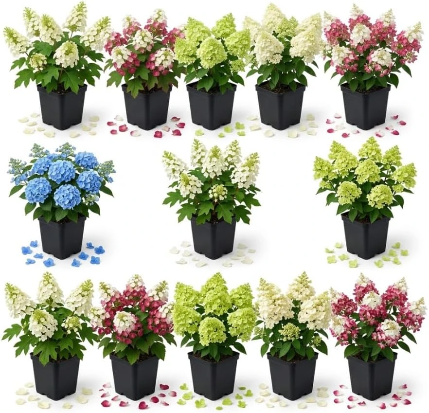 2 Assorted Hydrangea Live Plants – 4" Nursery Pot, 6-12" Tall, Outdoor Flowering Shrubs - Image 1