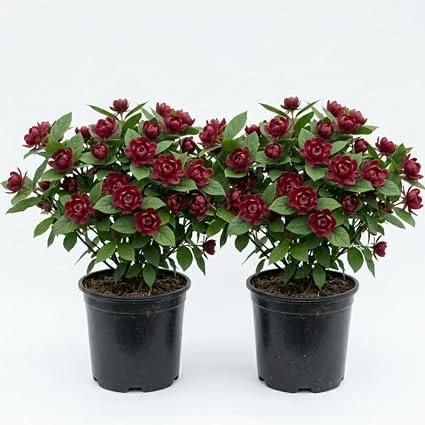 2 Carolina Allspice Live Plants, Calycanthus Floridus, 6-18" Tall, Quart Pot, Sweetshrub Bush, Outdoor - Image 3