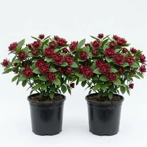 2 Carolina Allspice Live Plants, Calycanthus Floridus, 6-18" Tall, Quart Pot, Sweetshrub Bush, Outdoor - Image 5