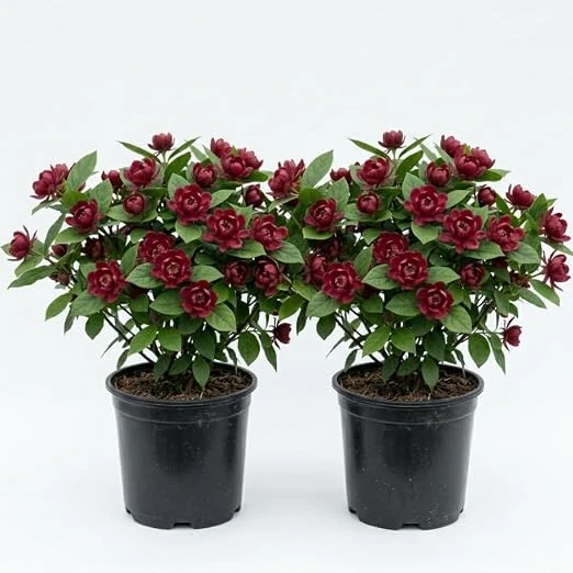 2 Carolina Allspice Live Plants, Calycanthus Floridus, 6-18" Tall, Quart Pot, Sweetshrub Bush, Outdoor - Image 5