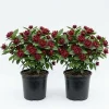 2 Carolina Allspice Live Plants, Calycanthus Floridus, 6-18" Tall, Quart Pot, Sweetshrub Bush, Outdoor - Image 1