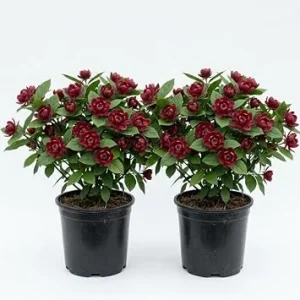 2 Carolina Allspice Live Plants, Calycanthus Floridus, 6-18" Tall, Quart Pot, Sweetshrub Bush, Outdoor - Image 1