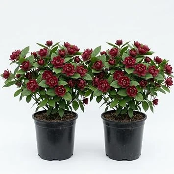 2 Carolina Allspice Live Plants, Calycanthus Floridus, 6-18" Tall, Quart Pot, Sweetshrub Bush, Outdoor - Image 1