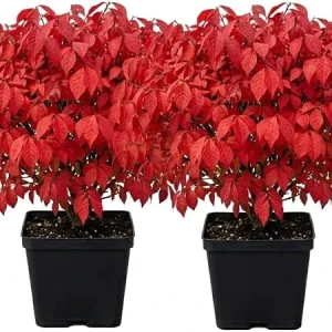 2 Dwarf Burning Bush Live Plants, Winged Euonymus, 6-12" Tall, 4" Pot, Outdoor Shrub - Image 2