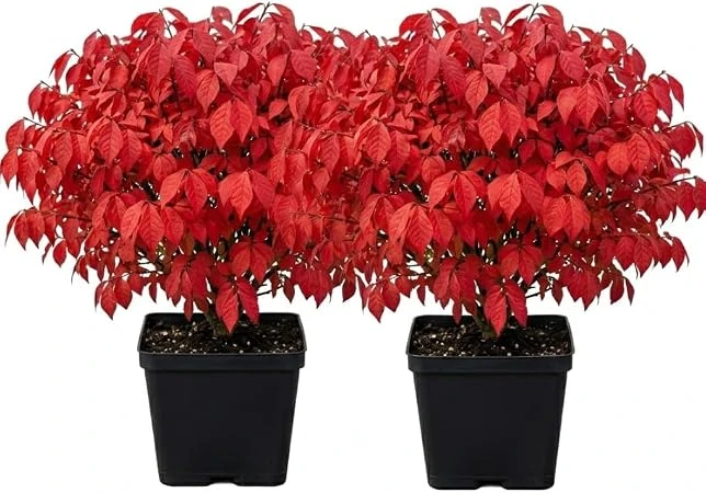 2 Dwarf Burning Bush Live Plants, Winged Euonymus, 6-12" Tall, 4" Pot, Outdoor Shrub - Image 2