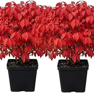 2 Dwarf Burning Bush Live Plants, Winged Euonymus, 6-12" Tall, 4" Pot, Outdoor Shrub - Image 3