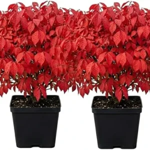2 Dwarf Burning Bush Live Plants, Winged Euonymus, 6-12" Tall, 4" Pot, Outdoor Shrub - Image 5