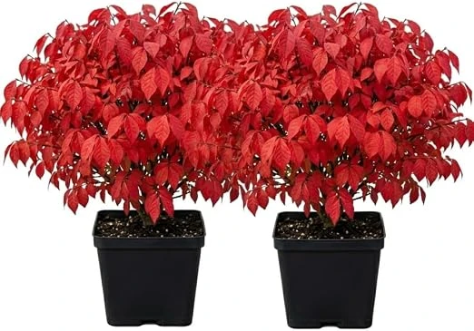 2 Dwarf Burning Bush Live Plants, Winged Euonymus, 6-12" Tall, 4" Pot, Outdoor Shrub - Image 5