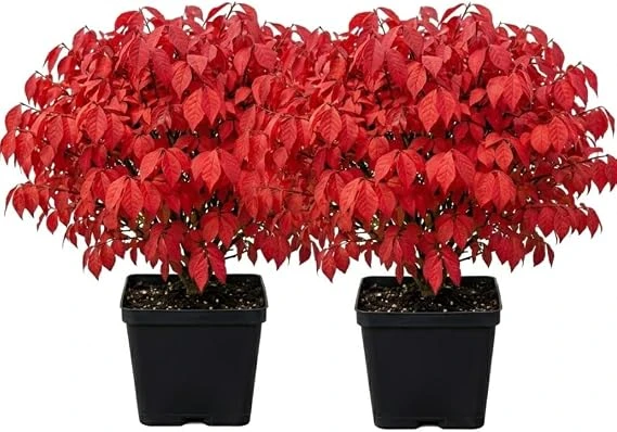 2 Dwarf Burning Bush Live Plants, Winged Euonymus, 6-12" Tall, 4" Pot, Outdoor Shrub - Image 6