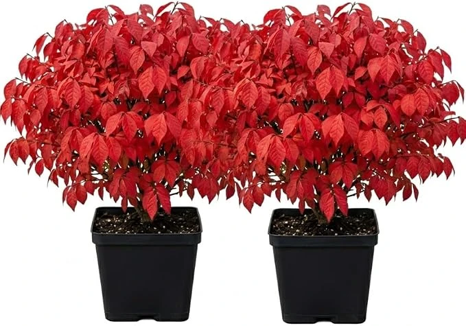 2 Dwarf Burning Bush Live Plants, Winged Euonymus, 6-12" Tall, 4" Pot, Outdoor Shrub - Image 7