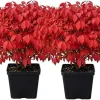 2 Dwarf Burning Bush Live Plants, Winged Euonymus, 6-12" Tall, 4" Pot, Outdoor Shrub - Image 1