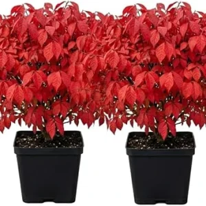 2 Dwarf Burning Bush Live Plants, Winged Euonymus, 6-12" Tall, 4" Pot, Outdoor Shrub - Image 1