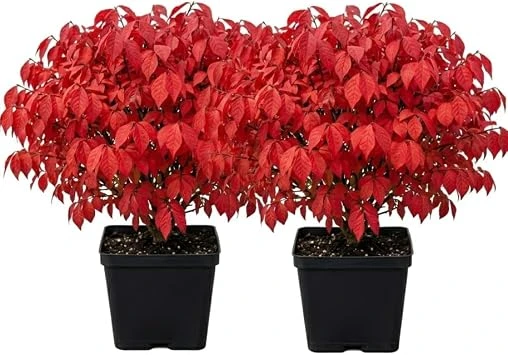 2 Dwarf Burning Bush Live Plants, Winged Euonymus, 6-12" Tall, 4" Pot, Outdoor Shrub - Image 1