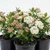 2 Pack Judd Viburnum Live Shrub Plant 6-12in Tall - Fragrant Outdoor Bush - Image 1
