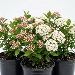 2 Pack Judd Viburnum Live Shrub Plant 6-12in Tall - Fragrant Outdoor Bush - Image 7