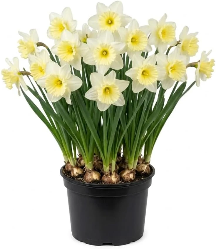 Spring Fl0wer 25 White Daffodil Bulbs - Narcissus Spring Flowers for Gardens