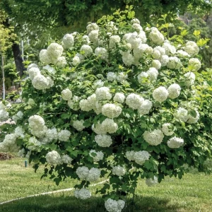 3 Snowball Viburnum Live Plants – White Flower Bush – Deciduous Shrub – 6-12" Tall – Outdoor - Image 3
