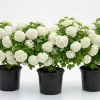 3 Snowball Viburnum Live Plants – White Flower Bush – Deciduous Shrub – 6-12" Tall – Outdoor - Image 1