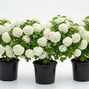 3 Snowball Viburnum Live Plants – White Flower Bush – Deciduous Shrub – 6-12" Tall – Outdoor - Image 1
