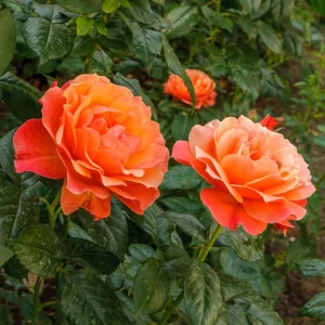 30+ Floribunda Rose Seeds - Perennial Flower Seeds for Garden Planting - Image 10