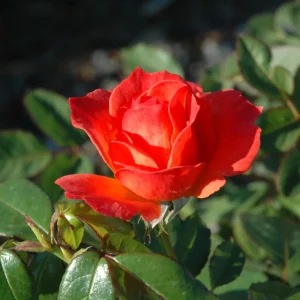 30+ Floribunda Rose Seeds - Perennial Flower Seeds for Garden Planting - Image 11