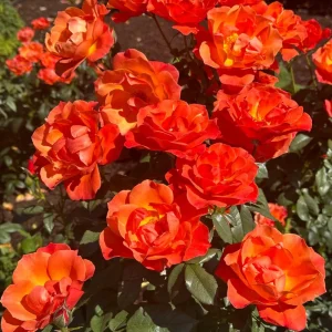 30+ Floribunda Rose Seeds - Perennial Flower Seeds for Garden Planting - Image 12