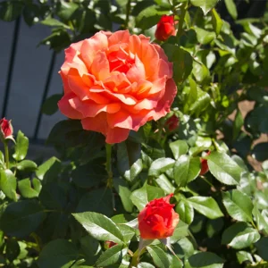 30+ Floribunda Rose Seeds - Perennial Flower Seeds for Garden Planting - Image 13