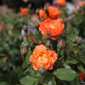 30+ Floribunda Rose Seeds - Perennial Flower Seeds for Garden Planting - Image 14
