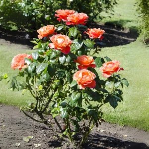 30+ Floribunda Rose Seeds - Perennial Flower Seeds for Garden Planting - Image 15